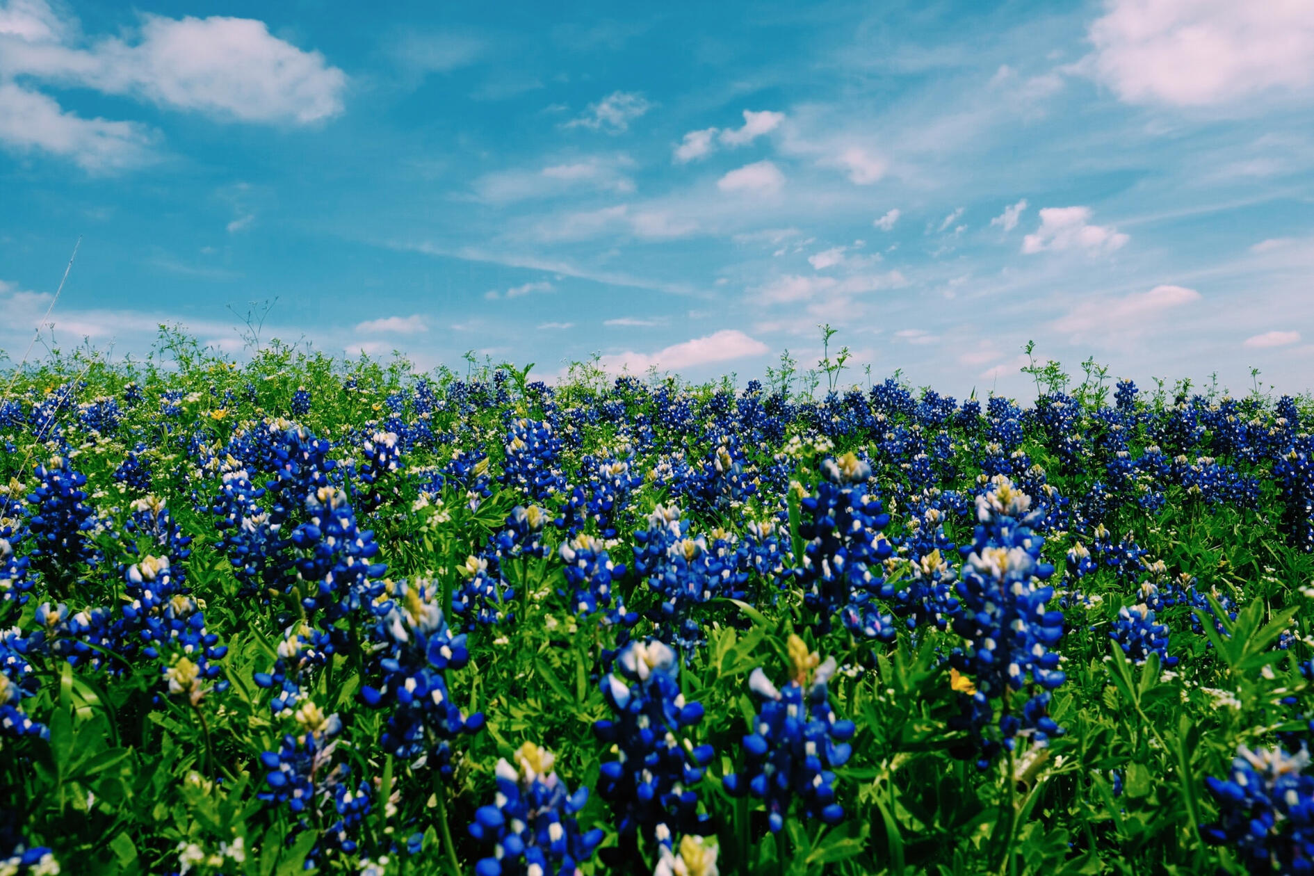 Bluebonnets